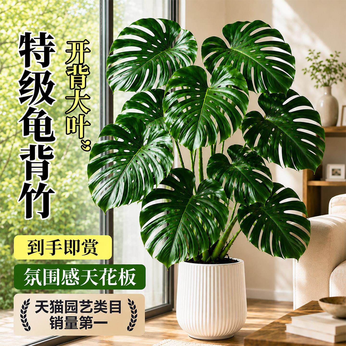 龟背竹桌面绿植盆栽室内