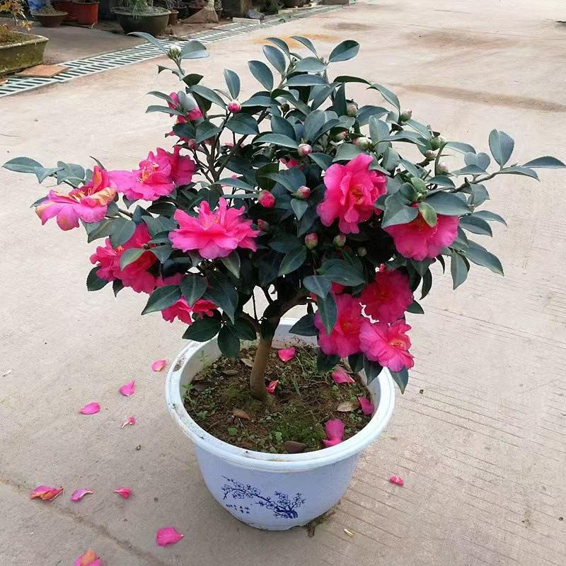 茶梅花苗树小玫瑰球财神