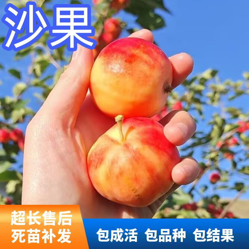 沙果树苗海棠南北方种植庭院地栽特大室内盆栽嫁接苗矮化当年结果
