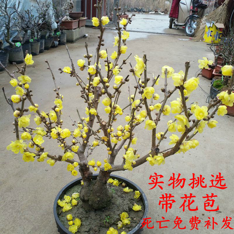 腊梅花树苗盆栽浓香型花卉梅花盆景老桩耐寒植物室内阳台庭院花