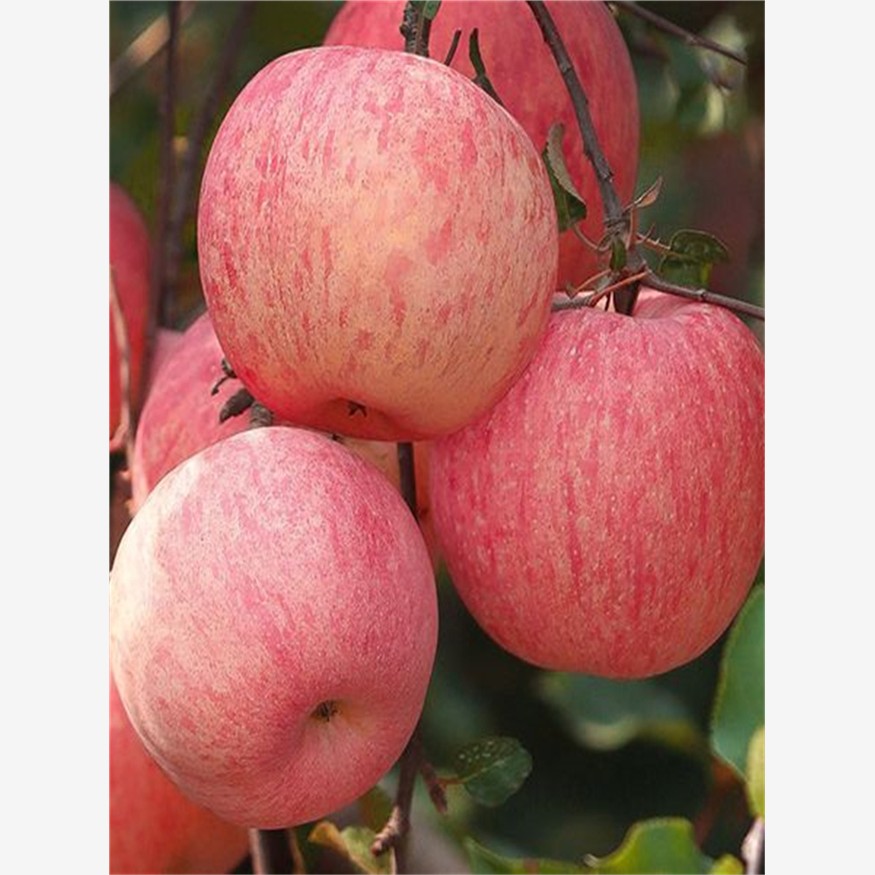 新品种红心烟富苹果嫁接苗南北方四季种植地栽盆栽特大红富士树苗