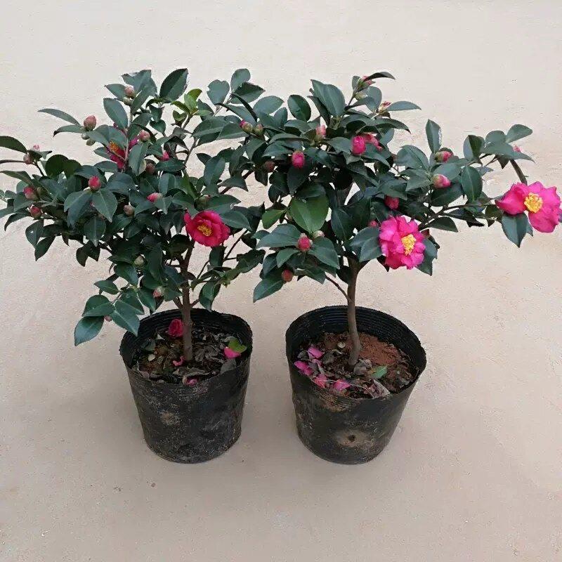 茶梅花苗大杯苗粉红四季图片