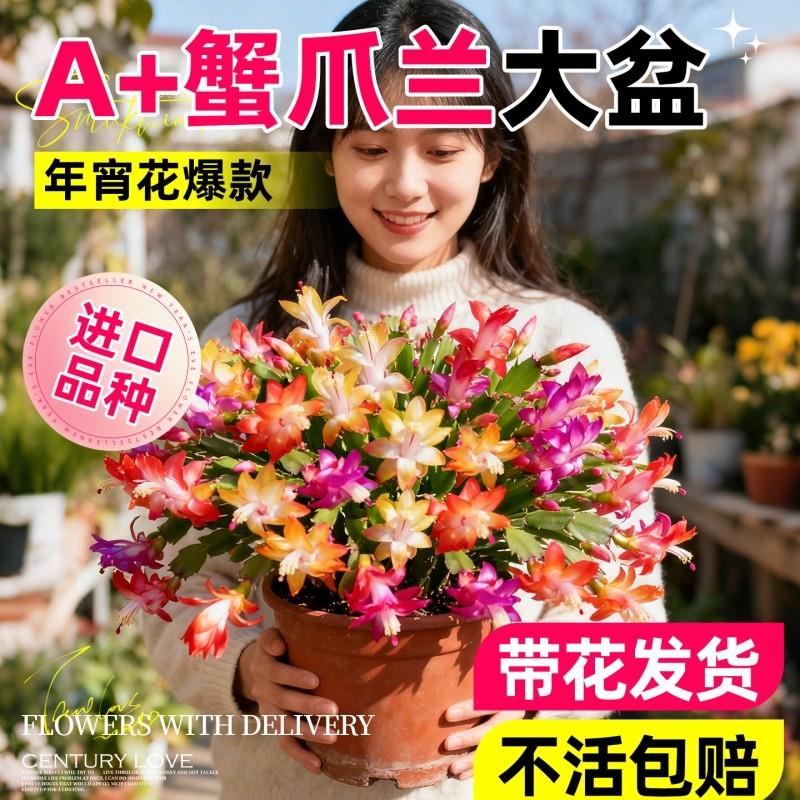 瓣蟹爪兰盆栽带花苞冬天