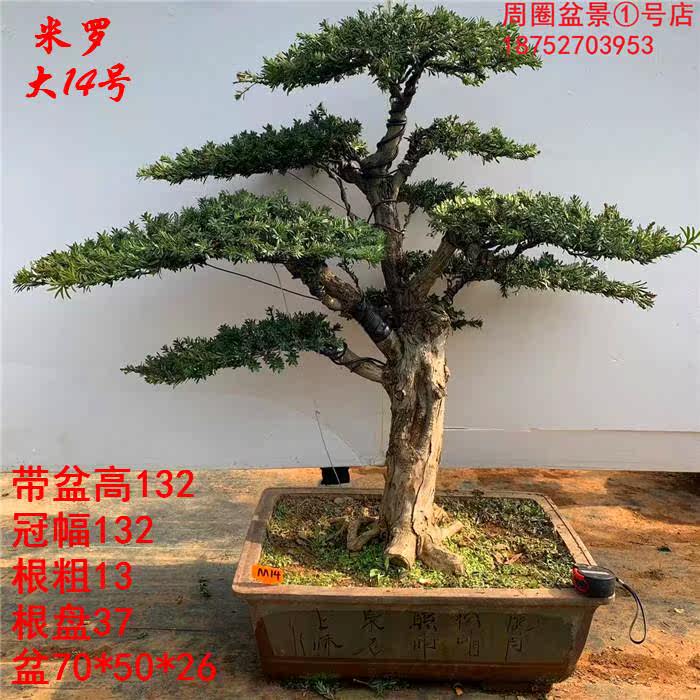 实拍大型米叶罗汉松盆景