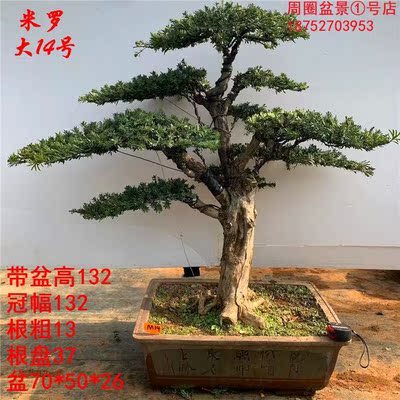 实拍大型米叶罗汉松盆景