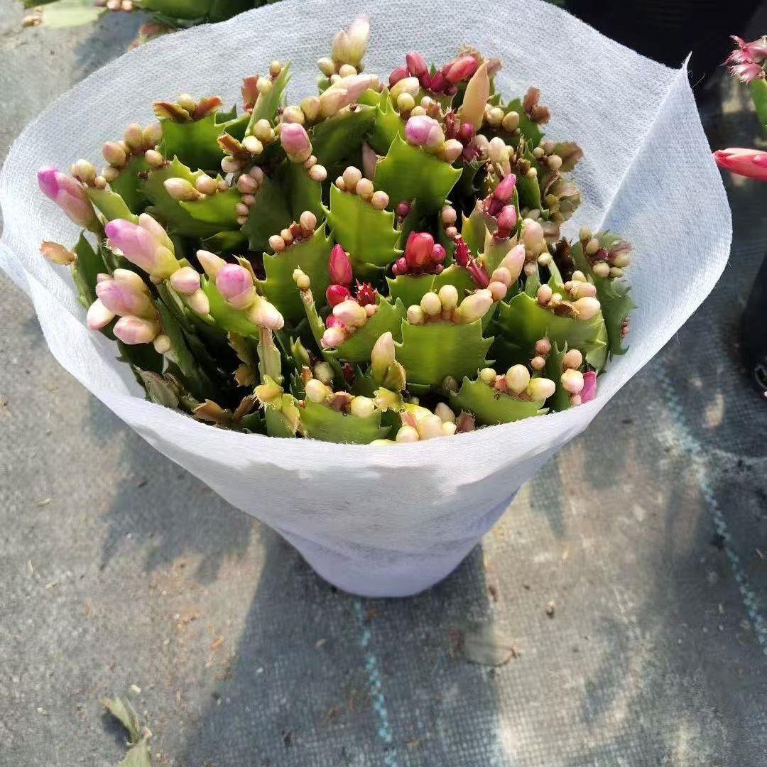 蟹爪兰盆栽带盆多色花苗