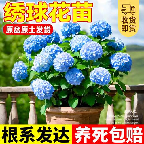 绣球花苗盆栽四季好养无