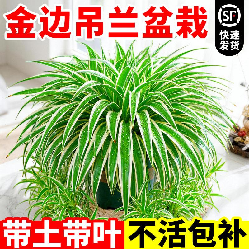 金边吊兰盆栽花卉四季开