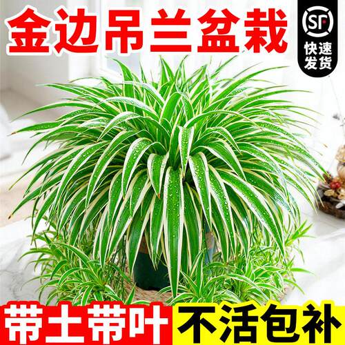 金边吊兰盆栽花卉四季开