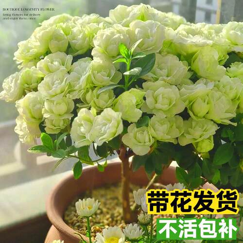 长寿花盆栽四季重瓣大苗