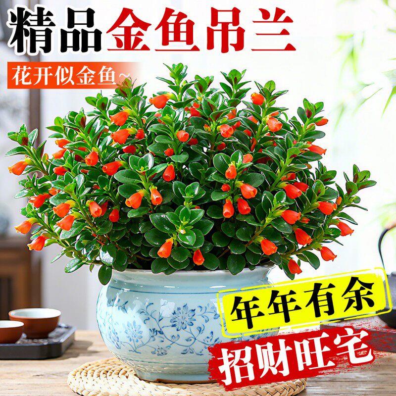 大盆金鱼吊兰盆栽带花苞