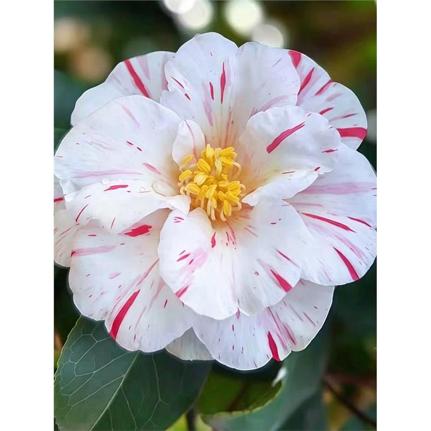 五岛茶花盆栽名贵品种高