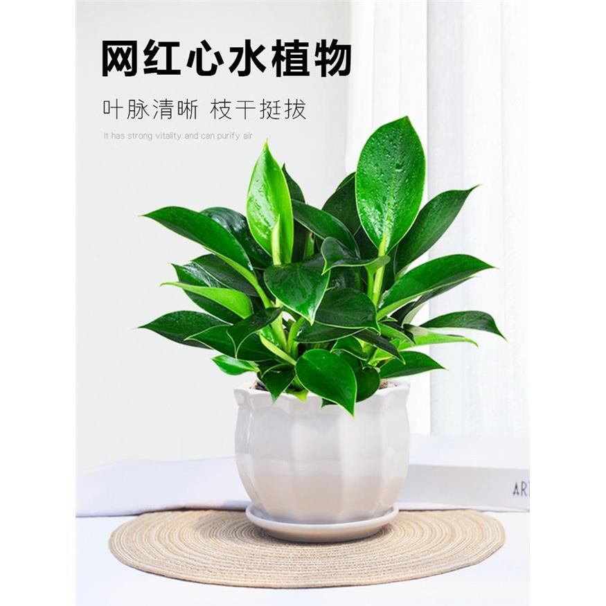 大叶金钻盆栽绿公主办公