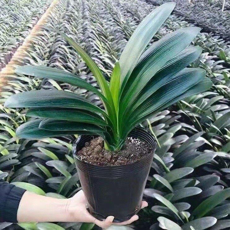 带花苞君子兰盆栽精品大