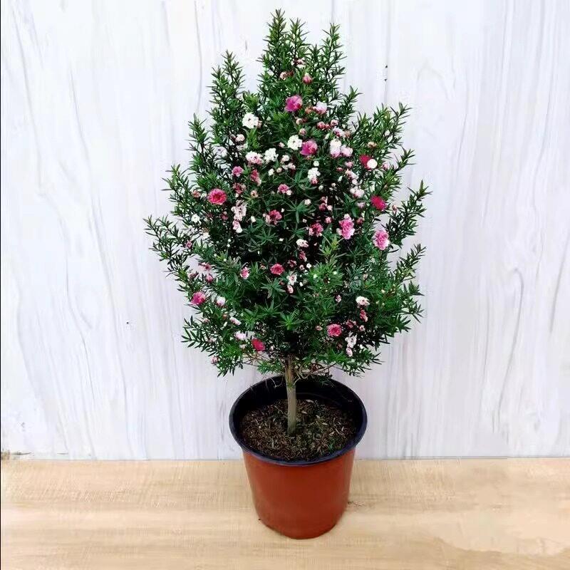 松红梅带花苞三色梅澳洲