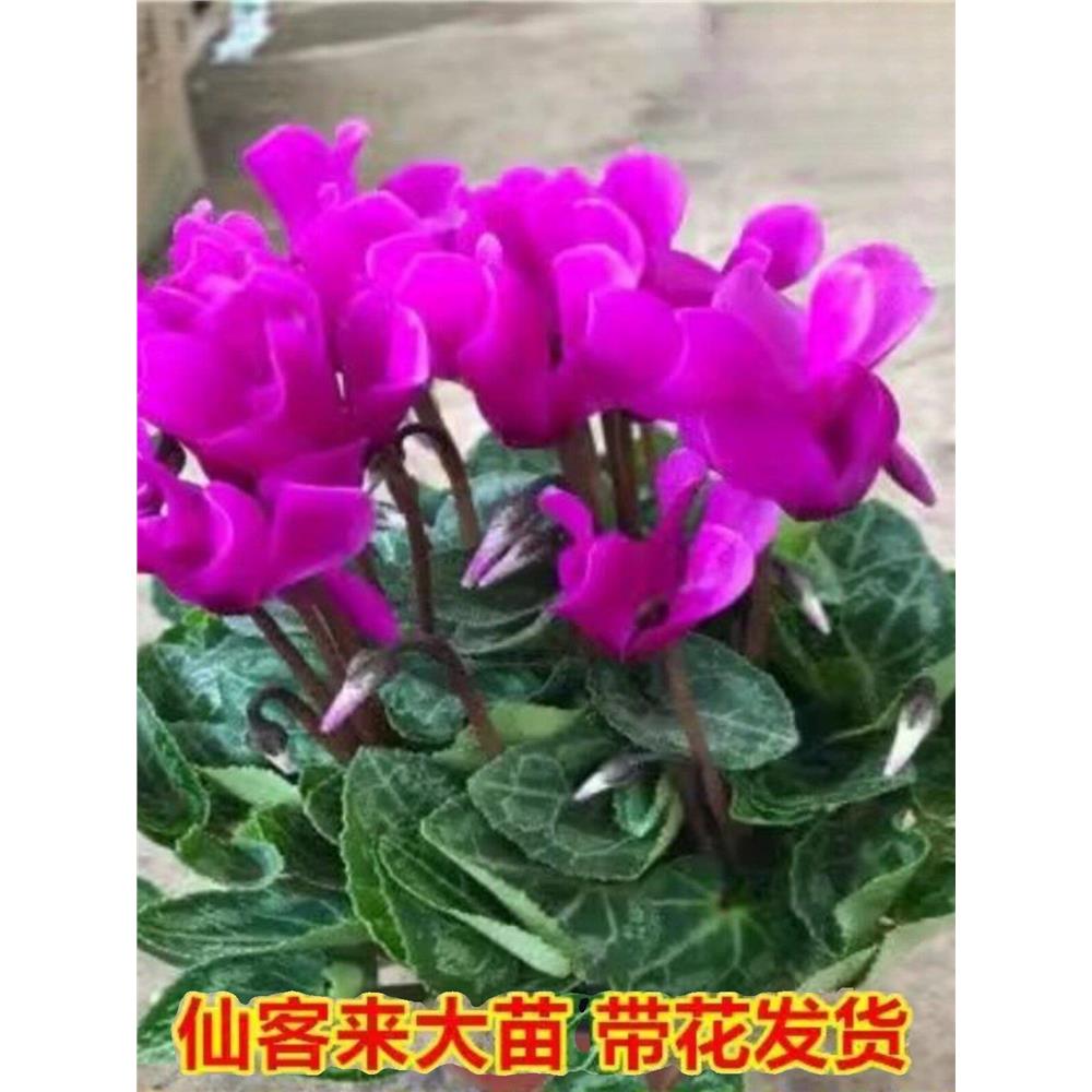 新品仙客来盆栽带花发货