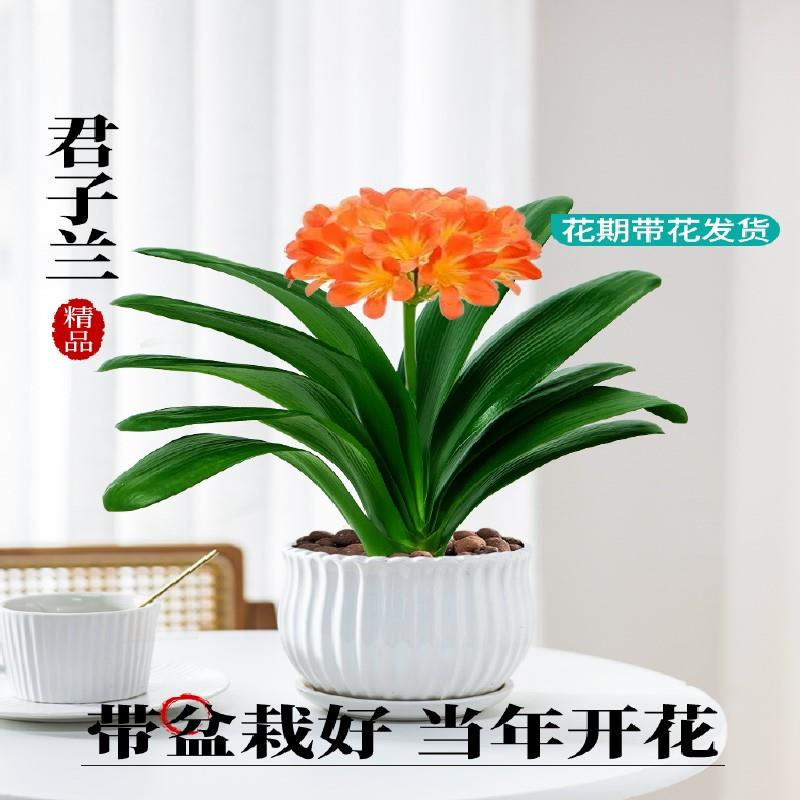君子兰盆栽苗带花苞花卉