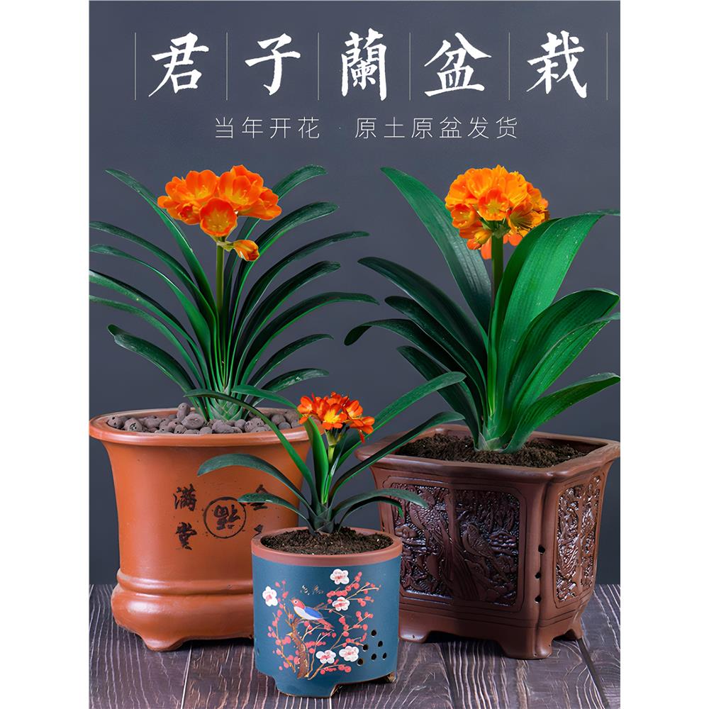 君子兰花卉盆栽室内四季
