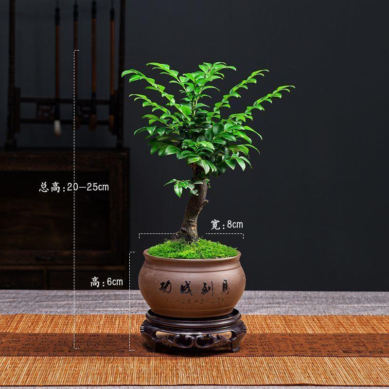 小叶紫檀盆景树桩四季常