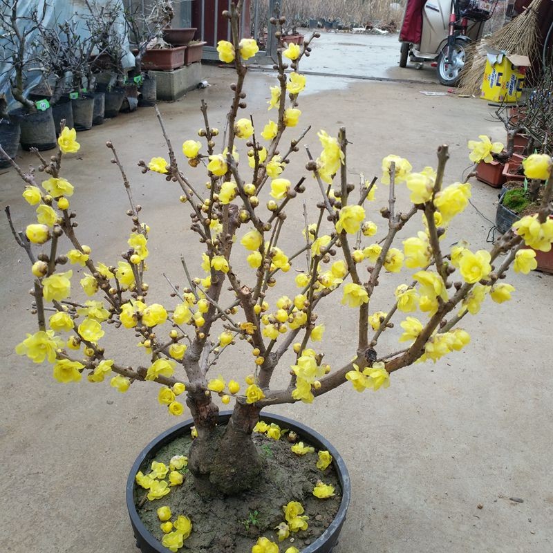 腊梅花树苗盆栽浓香型花卉梅花盆景老桩耐寒植物室内阳台庭院花卉