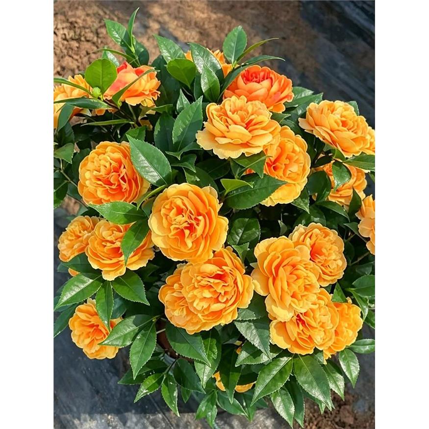 橙色东方茶花盆栽名贵品
