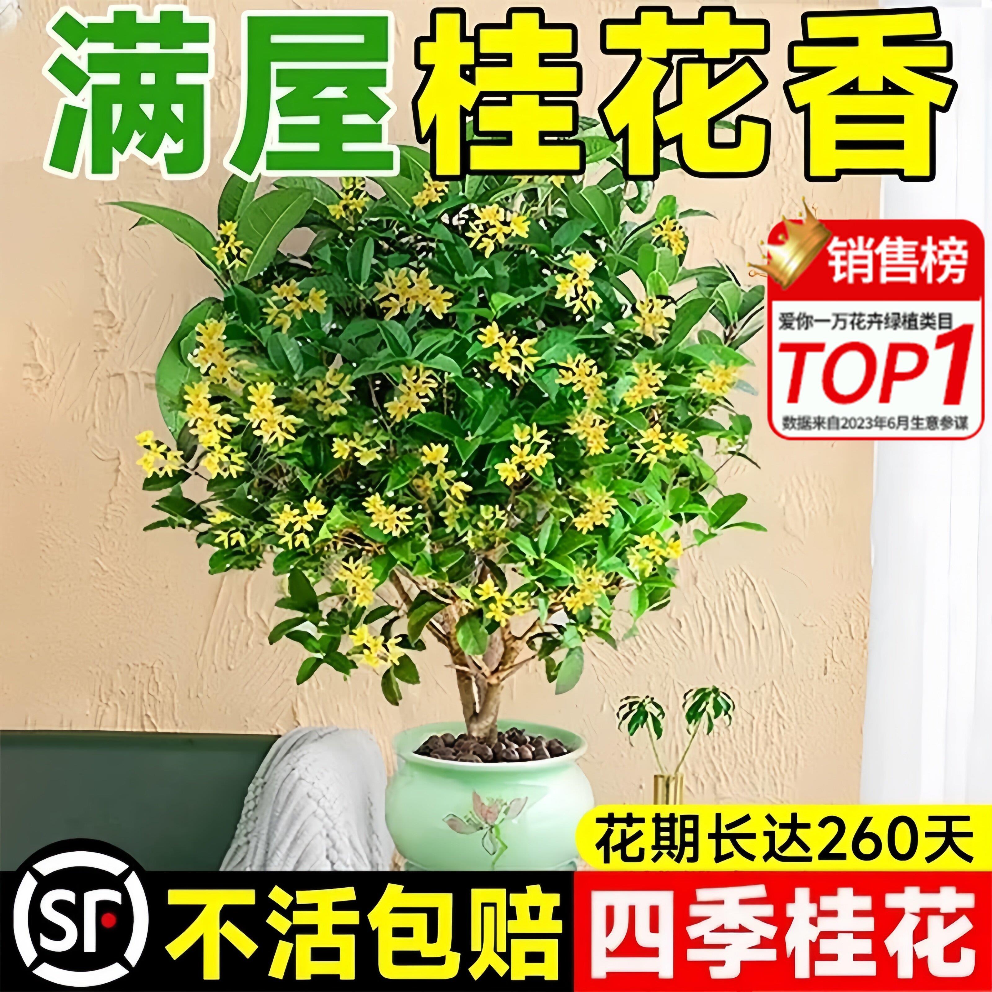 桂花树苗四季桂盆栽可食