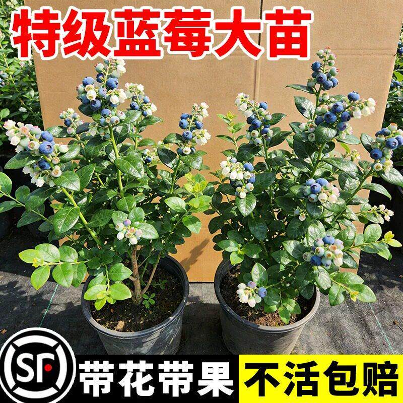 蓝莓树果苗盆栽带果发货