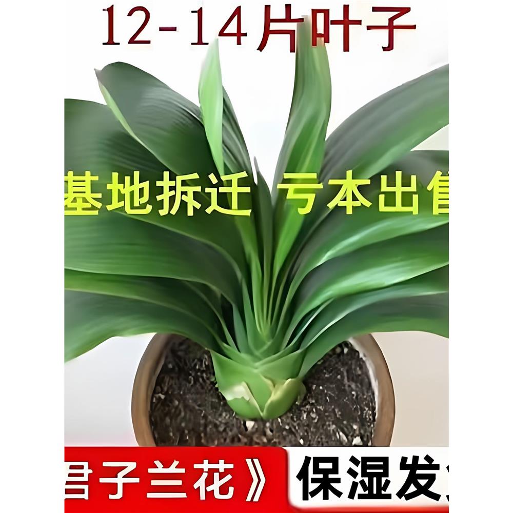 【当年开花】君子兰盆栽