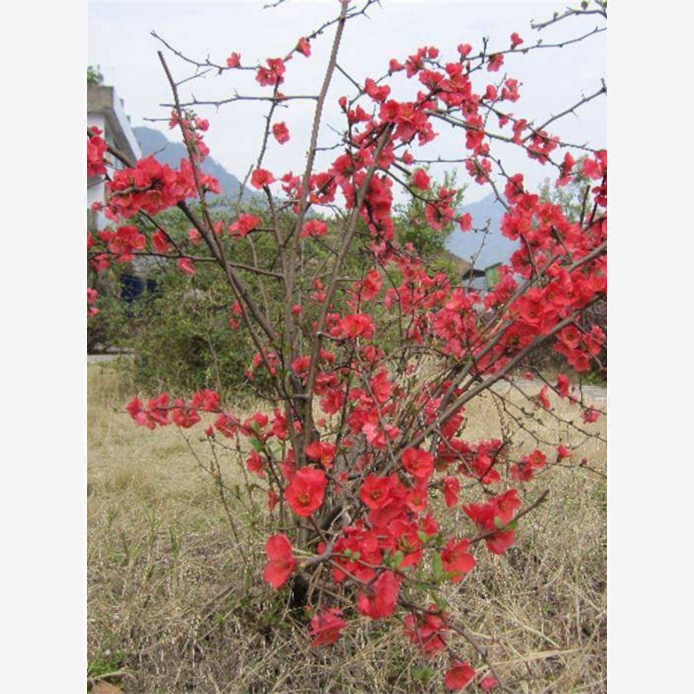 盆栽花卉庭院植物日本海棠花苗海棠贴梗海棠花苗铁杆海棠苗大红花