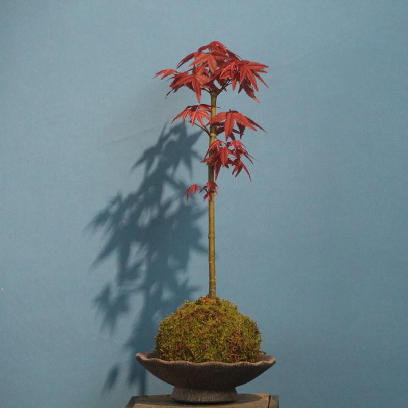 苔藓球小叶红枫盆景四季