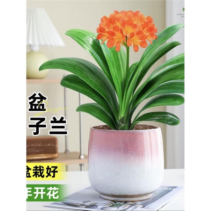 君子兰盆栽老苗带花苞四