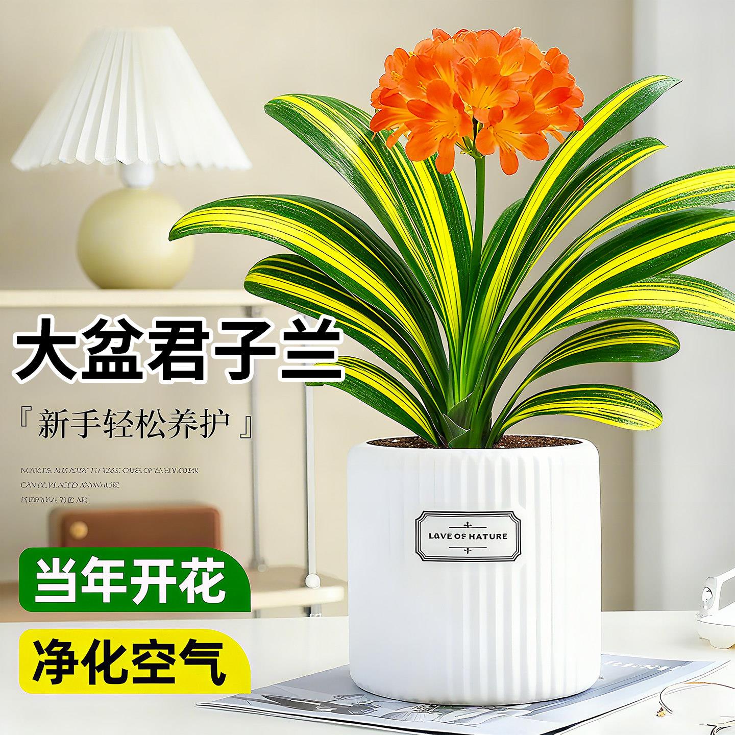 带艺君子兰盆栽四季好养