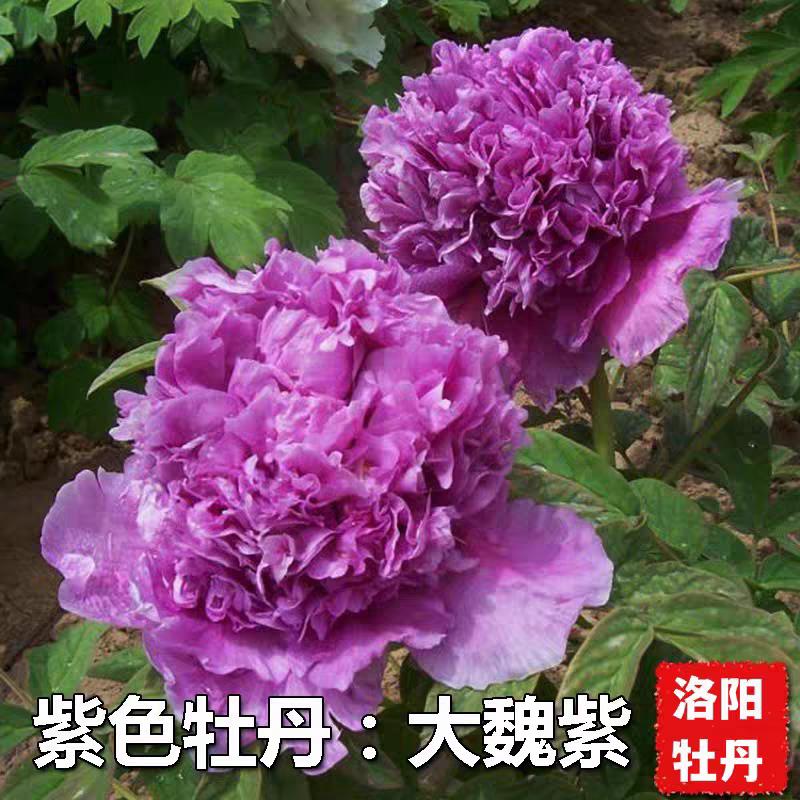 牡丹花苗盆栽大卉重瓣花