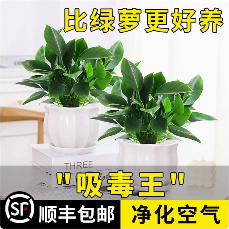 金钻盆栽植物绿公主水培图片