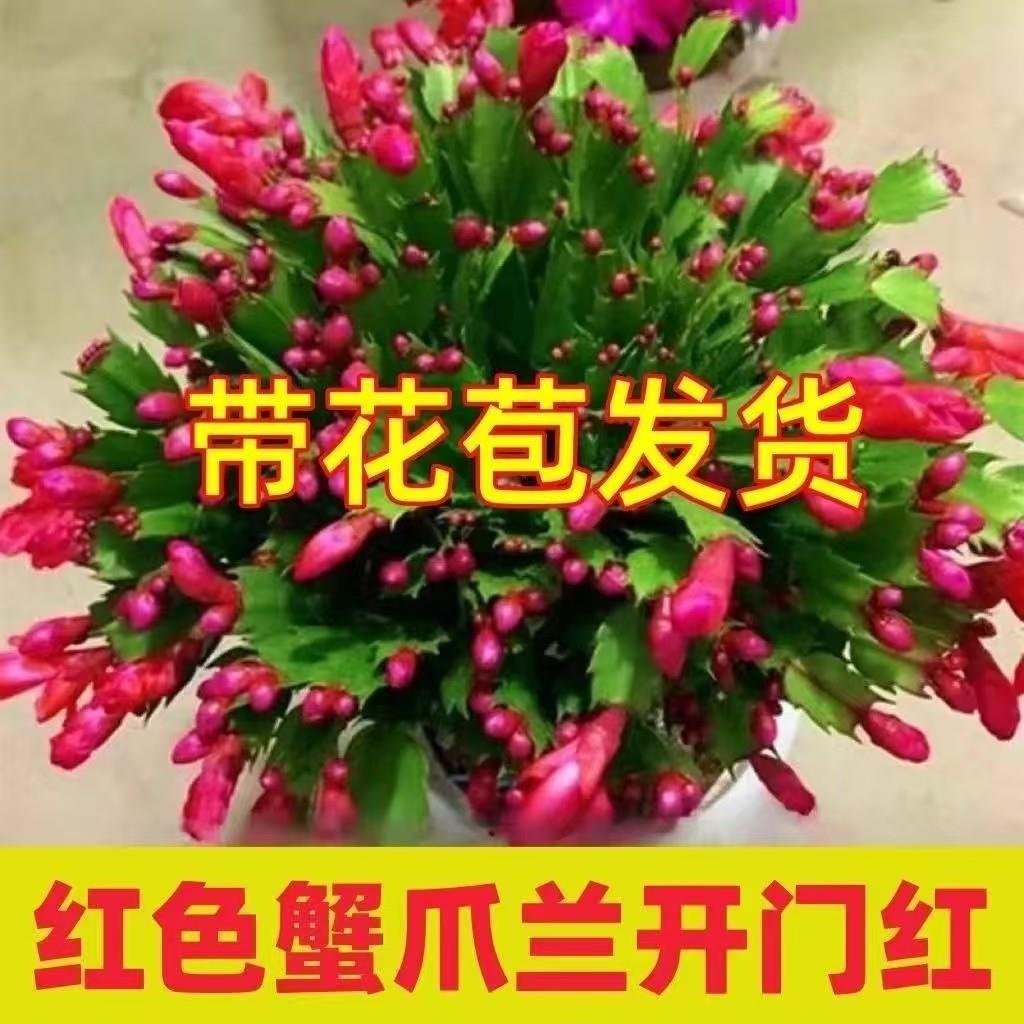 【带花苞】蟹爪兰盆栽绿
