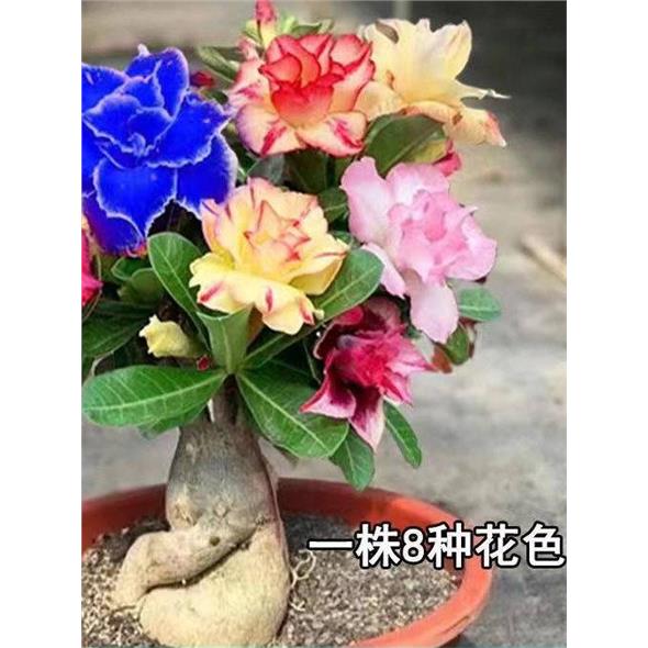沙漠玫瑰花苗盆栽绿植重