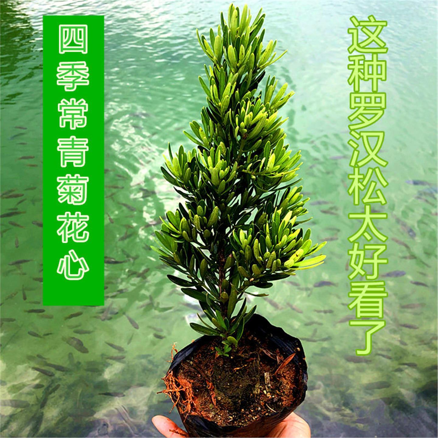 正宗小叶雀舌罗汉松苗场