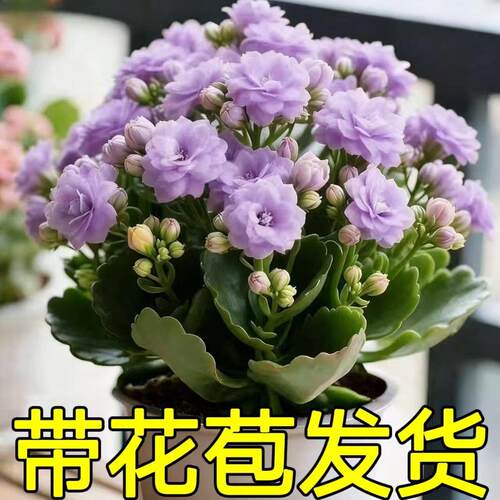 【稀有长寿花】金狐狸盆