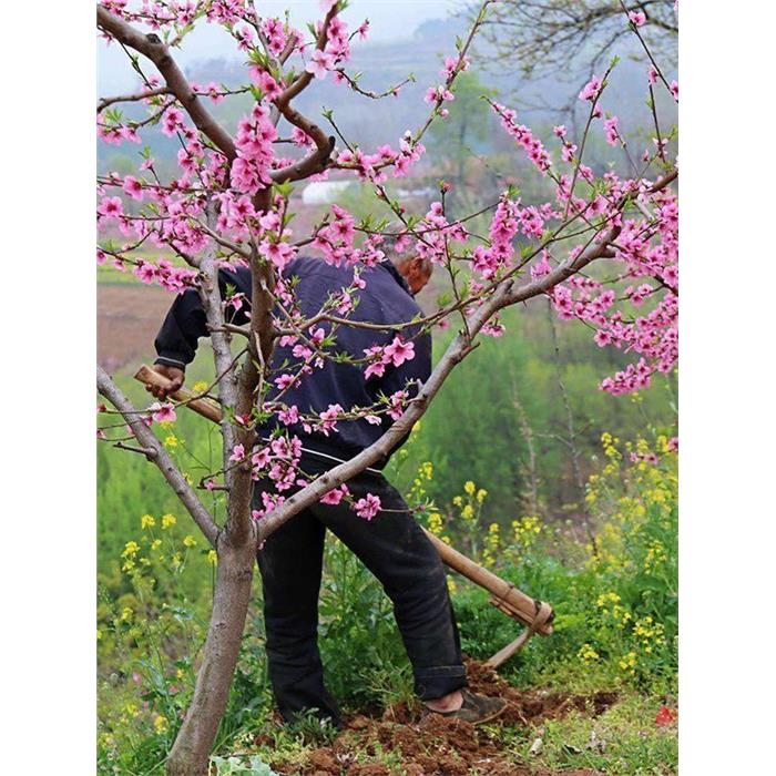 地栽盆栽桃花树苗许愿当