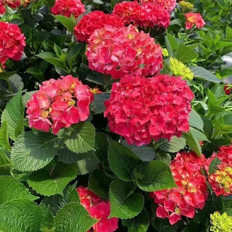 大花品种绣球花苗盆栽八