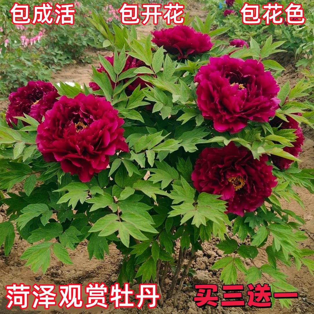 菏泽牡丹花苗大苗洛阳观