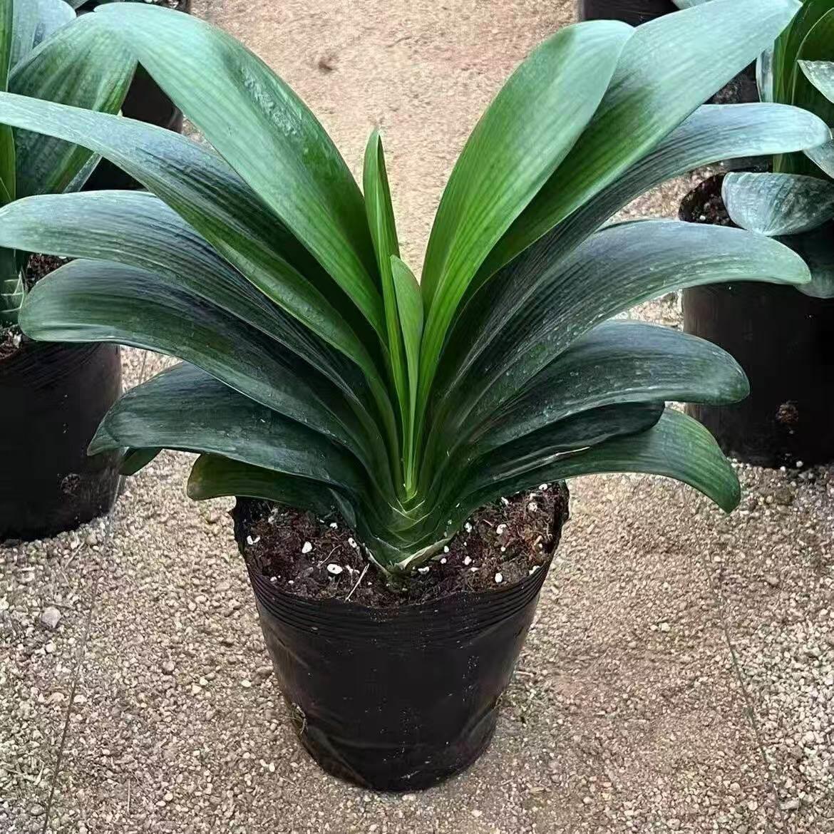 【精品】君子兰花盆栽苗