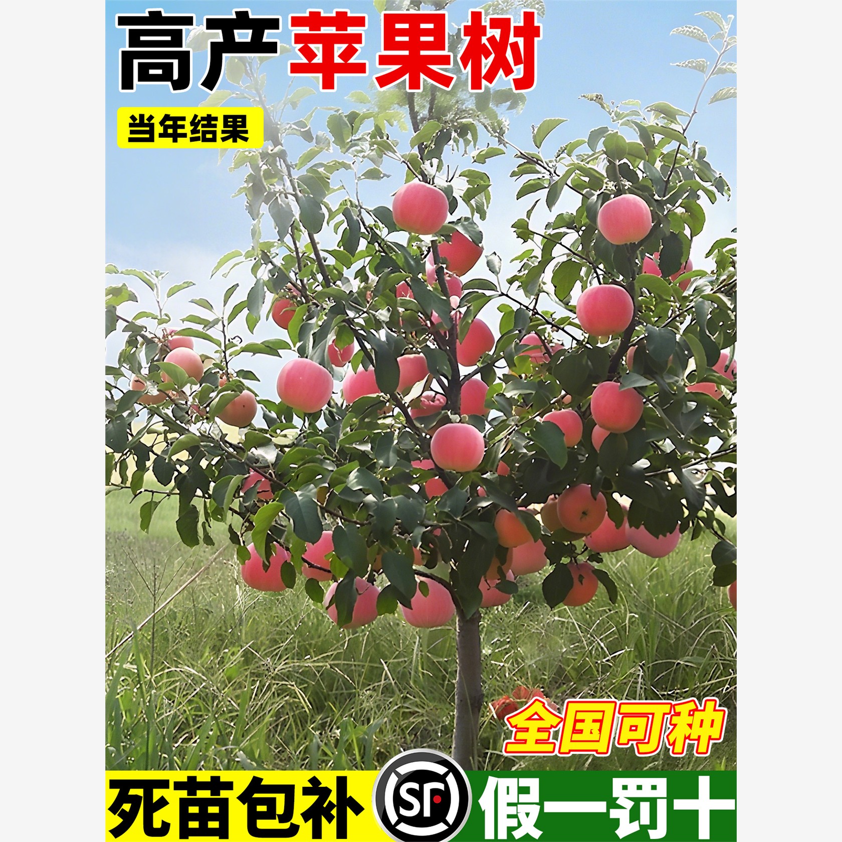 苹果树果苗嫁接苗南方北方种植果期带果阳台庭院地栽盆栽新手好养