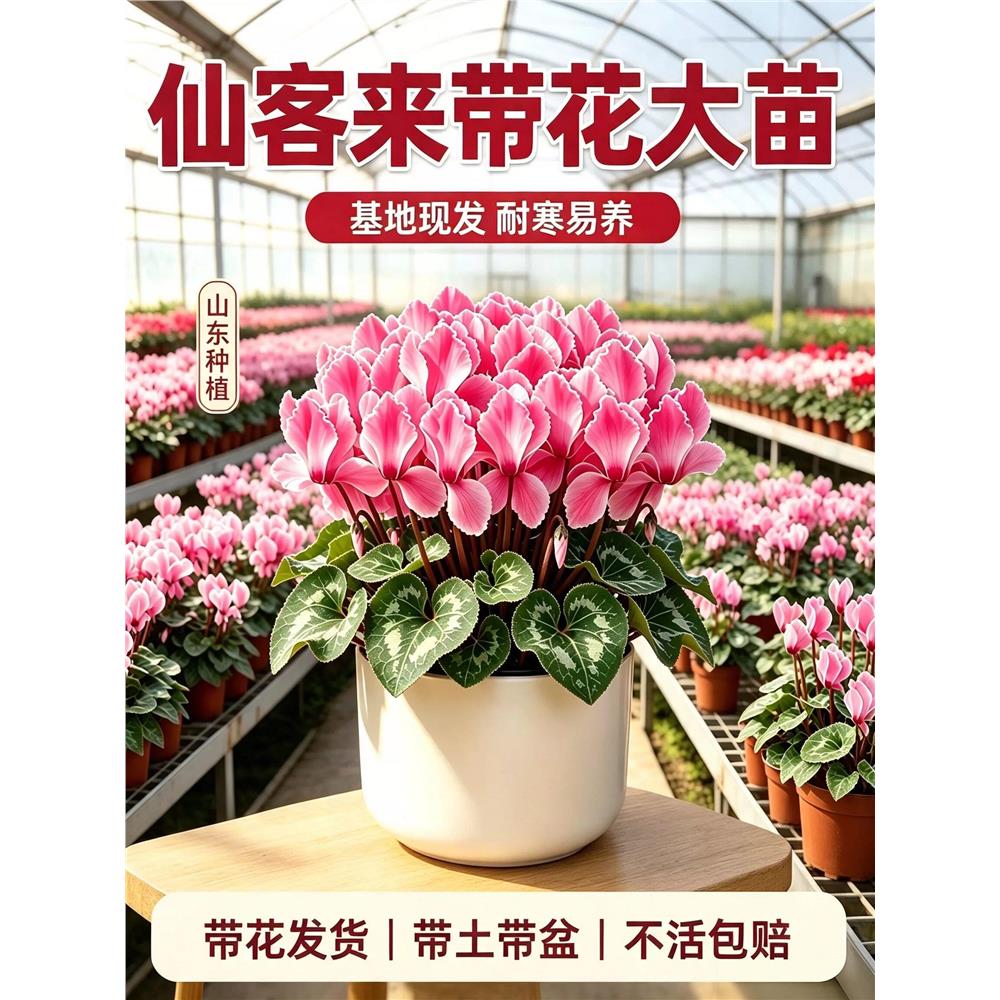 仙客来盆栽带花特大花苗