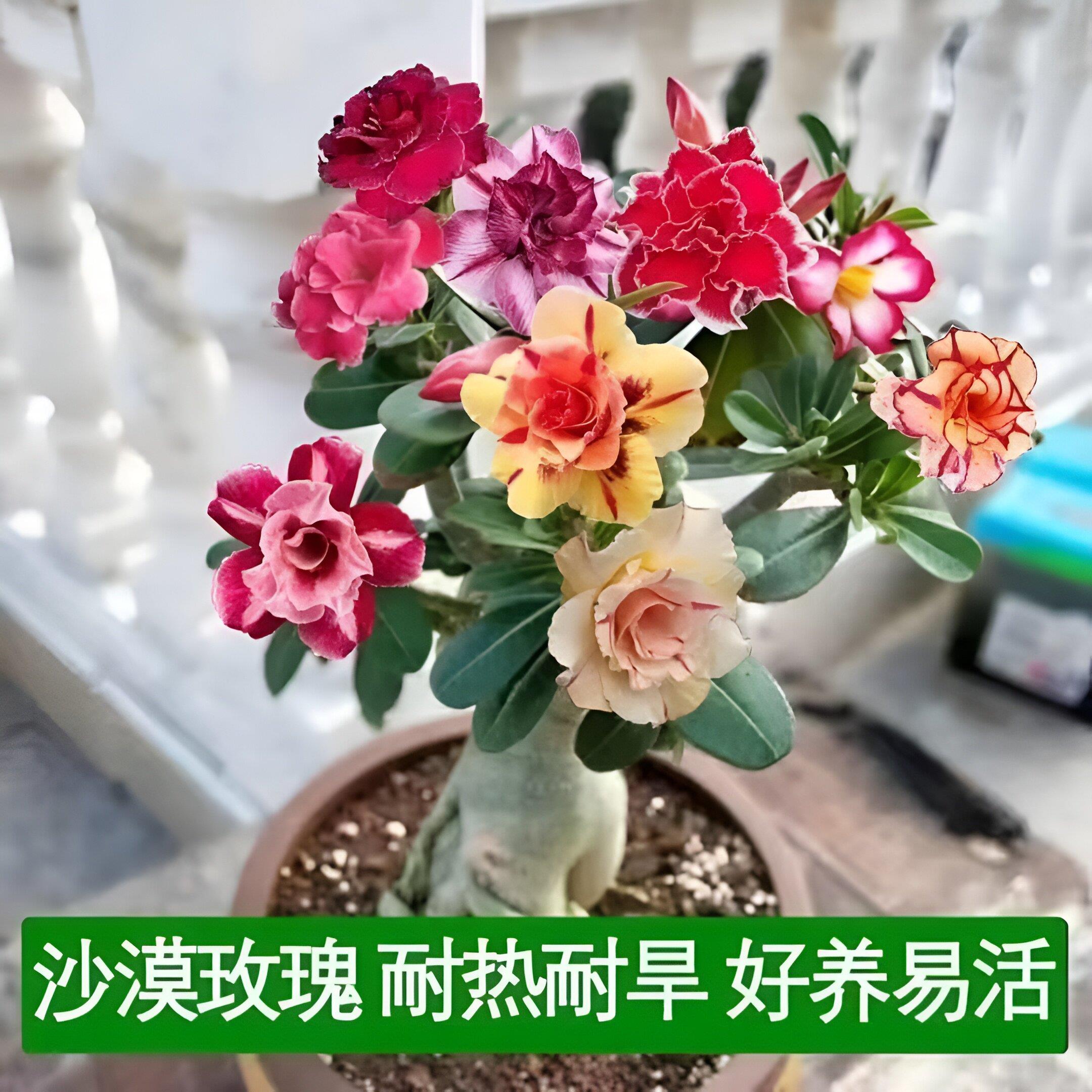 【当年开花】重瓣沙漠玫