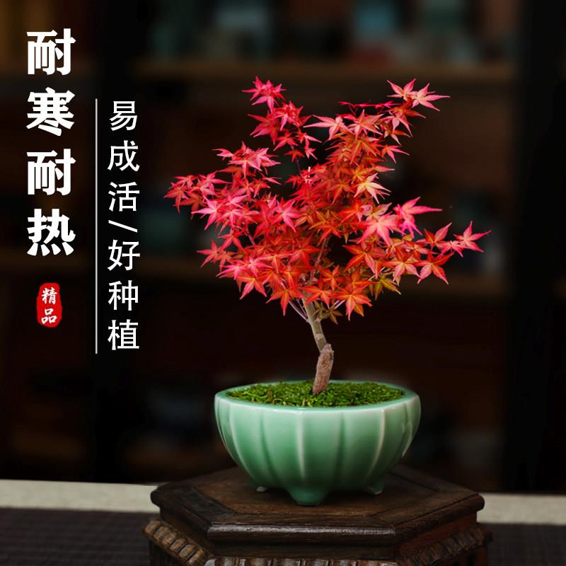 日本红枫盆景室内茶桌小