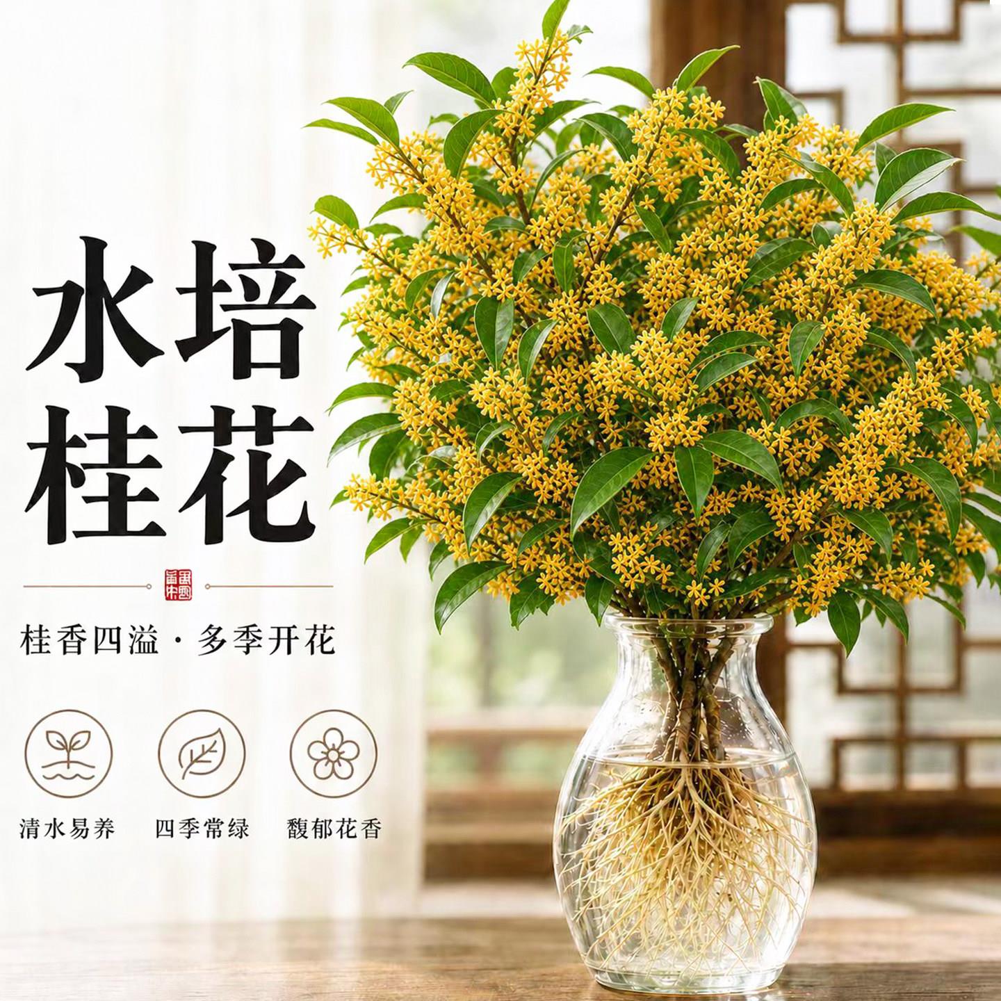 水培桂花苗盆栽室内四季