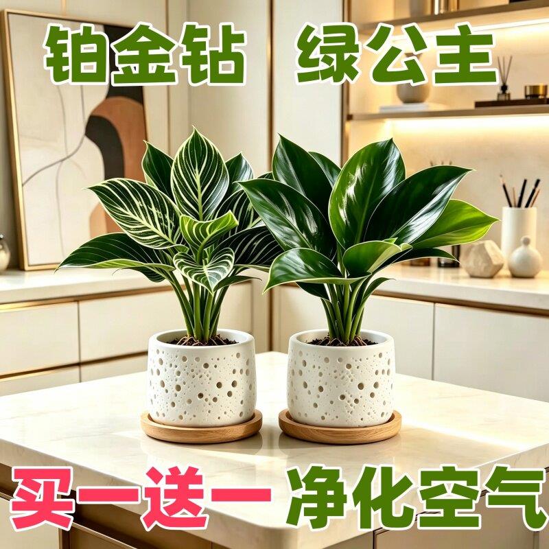 金钻绿公主铂盆栽室内客图片