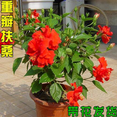 扶桑花盆栽重瓣多色四季