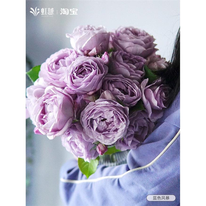 蓝色风暴月季花苗盆栽灌